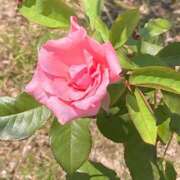 ヒメ日記 2026/01/23 22:51 投稿 体験きょうか☆業界未経験 セレブ パラダイス