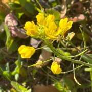 ヒメ日記 2026/02/17 13:12 投稿 体験きょうか☆業界未経験 セレブ パラダイス