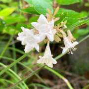 ヒメ日記 2026/02/27 22:12 投稿 体験きょうか☆業界未経験 セレブ パラダイス