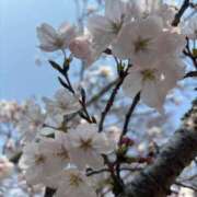 ヒメ日記 2026/04/15 08:33 投稿 体験きょうか☆業界未経験 セレブ パラダイス