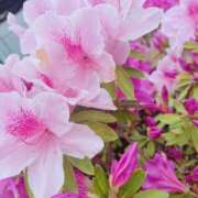 ヒメ日記 2025/07/29 20:41 投稿 飛鳥(あすか) 人妻最後の砦 水戸店