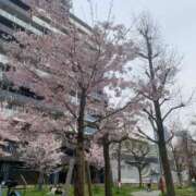 ヒメ日記 2026/03/29 21:13 投稿 みな ミセスサマンサ