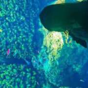 ヒメ日記 2025/11/08 00:14 投稿 そのか ミセスサマンサ