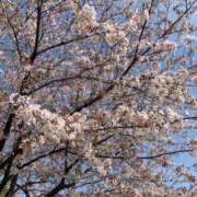 ヒメ日記 2026/04/02 17:15 投稿 なの クラブアリア -CLUB ARIA-