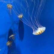 ヒメ日記 2025/09/21 15:38 投稿 うみ リアル 日本橋店