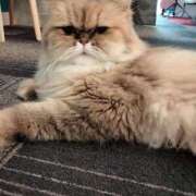 ヒメ日記 2025/09/18 14:07 投稿 もみじ奥様 なすがママされるがママ