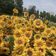 ヒメ日記 2025/08/10 09:40 投稿 りの クンニ専門店 おクンニ学園 池袋校