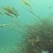 ヒメ日記 2025/08/06 17:45 投稿 シオン ソープランドMAX‐マックス- 浅草店