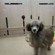 ヒメ日記 2025/08/09 22:15 投稿 まゆみ アイムシェイク