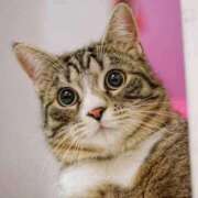 門司まりえ おにゃんこ待ってます🐱 THE痴漢電車.com