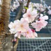 ヒメ日記 2026/04/06 13:45 投稿 大城沙良(おおしろさら) Montrachet(モンラッシェ)