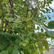 ヒメ日記 2025/08/24 11:10 投稿 かれん 大阪回春性感マッサージ倶楽部