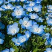 ヒメ日記 2026/04/15 09:05 投稿 りりか 素人妻御奉仕倶楽部Hip's松戸店