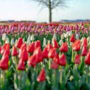 ヒメ日記 2026/01/10 15:59 投稿 ふみ 太田人妻城