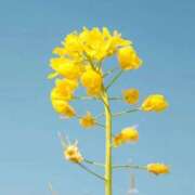 ヒメ日記 2026/01/18 13:56 投稿 ふみ 太田人妻城