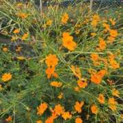 ヒメ日記 2025/10/12 15:25 投稿 あいか 完熟ばなな新宿