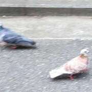 ヒメ日記 2025/08/31 16:31 投稿 市琉～いちる～ ニューハーフヘルス シーメールレジェンド 新宿 歌舞伎町店