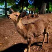 ヒメ日記 2025/11/12 15:01 投稿 市琉～いちる～ ニューハーフヘルス シーメールレジェンド 新宿 歌舞伎町店