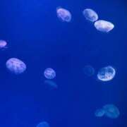 ヒメ日記 2025/09/13 20:01 投稿 さら⭐️巨乳×マシュマロ肌⭐️ ぴゅあぱい熊本♡ぽちゃかわ巨乳専門♡誠実すぎる風俗♡返金保証店♡