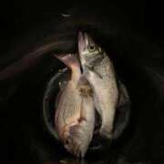 ヒメ日記 2025/10/15 17:00 投稿 まる♡常に笑顔の清楚巨乳‼︎♡ ぴゅあぱい熊本♡ぽちゃかわ巨乳専門♡誠実すぎる風俗♡返金保証店♡