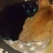 ヒメ日記 2025/08/17 04:10 投稿 ちさと♡熟練された3点責め ぴゅあぱい熊本♡ぽちゃかわ巨乳専門♡誠実すぎる風俗♡返金保証店♡