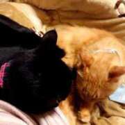 ヒメ日記 2025/08/17 19:20 投稿 ちさと♡熟練された3点責め ぴゅあぱい熊本♡ぽちゃかわ巨乳専門♡誠実すぎる風俗♡返金保証店♡