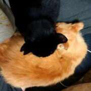 ヒメ日記 2025/08/24 20:20 投稿 ちさと♡熟練された3点責め ぴゅあぱい熊本♡ぽちゃかわ巨乳専門♡誠実すぎる風俗♡返金保証店♡