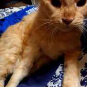 ヒメ日記 2025/08/30 22:30 投稿 ちさと♡熟練された3点責め ぴゅあぱい熊本♡ぽちゃかわ巨乳専門♡誠実すぎる風俗♡返金保証店♡