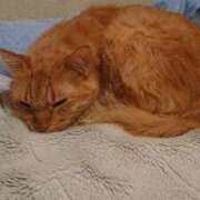 ヒメ日記 2025/09/06 19:50 投稿 ちさと♡熟練された3点責め ぴゅあぱい熊本♡ぽちゃかわ巨乳専門♡誠実すぎる風俗♡返金保証店♡