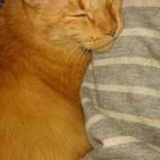 ヒメ日記 2025/09/13 19:50 投稿 ちさと♡熟練された3点責め ぴゅあぱい熊本♡ぽちゃかわ巨乳専門♡誠実すぎる風俗♡返金保証店♡