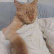 ヒメ日記 2025/09/14 21:00 投稿 ちさと♡熟練された3点責め ぴゅあぱい熊本♡ぽちゃかわ巨乳専門♡誠実すぎる風俗♡返金保証店♡