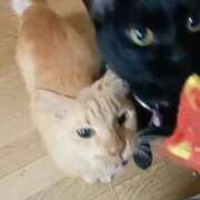 ちさと♡熟練された3点責め おはざます(ΦωΦ) ぴゅあぱい熊本♡ぽちゃかわ巨乳専門♡誠実すぎる風俗♡返金保証店♡