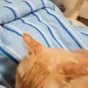 ちさと♡熟練された3点責め さんまパーチー\( *´ω`* )/ ぴゅあぱい熊本♡ぽちゃかわ巨乳専門♡誠実すぎる風俗♡返金保証店♡