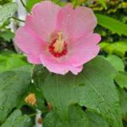 ヒメ日記 2025/09/04 18:09 投稿 セナ 変態貴族 五反田店