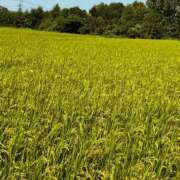 ヒメ日記 2025/08/27 08:40 投稿 桜木ななこ セカンドパートナー