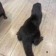 おとは 😚😚😚 ベイキュート