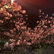 ヒメ日記 2026/04/03 19:20 投稿 ねね『Fカップ』 ぽよぽよランド