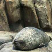 ヒメ日記 2025/11/04 02:30 投稿 ほのか『Jカップ』 ぽよぽよランド