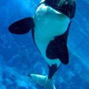 ヒメ日記 2025/11/23 13:20 投稿 ほのか『Jカップ』 ぽよぽよランド