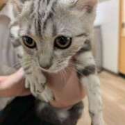 千里 猫カフェ🐱 昼顔妻 五反田店