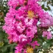 ヒメ日記 2025/09/23 18:13 投稿 まいこ 小田原人妻城