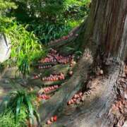 あんず 変更💦 京都ホテヘル倶楽部