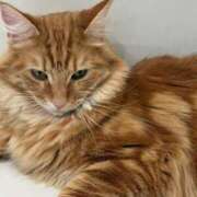 ヒメ日記 2026/02/12 23:39 投稿 みゆ♡業界未経験×本物のドM♡ ぴゅあぱい熊本♡ぽちゃかわ巨乳専門♡誠実すぎる風俗♡返金保証店♡