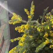 ヒメ日記 2026/03/02 20:39 投稿 しゅり♡甘えん坊な清楚女子♡ ぴゅあぱい熊本♡ぽちゃかわ巨乳専門♡誠実すぎる風俗♡返金保証店♡