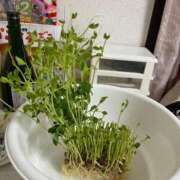 ヒメ日記 2026/07/12 15:19 投稿 しゅり♡甘えん坊な清楚女子♡ ぴゅあぱい熊本♡ぽちゃかわ巨乳専門♡誠実すぎる風俗♡返金保証店♡