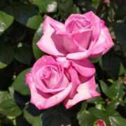 ヒメ日記 2025/08/03 16:43 投稿 渋谷　かな ギン妻パラダイス 谷九店