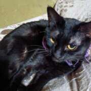 ヒメ日記 2025/08/13 16:38 投稿 渋谷　かな ギン妻パラダイス 谷九店