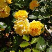 ヒメ日記 2025/08/20 19:03 投稿 渋谷　かな ギン妻パラダイス 谷九店