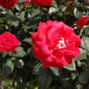 ヒメ日記 2025/08/31 16:28 投稿 渋谷　かな ギン妻パラダイス 谷九店