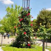 ヒメ日記 2025/09/01 18:11 投稿 渋谷　かな ギン妻パラダイス 谷九店